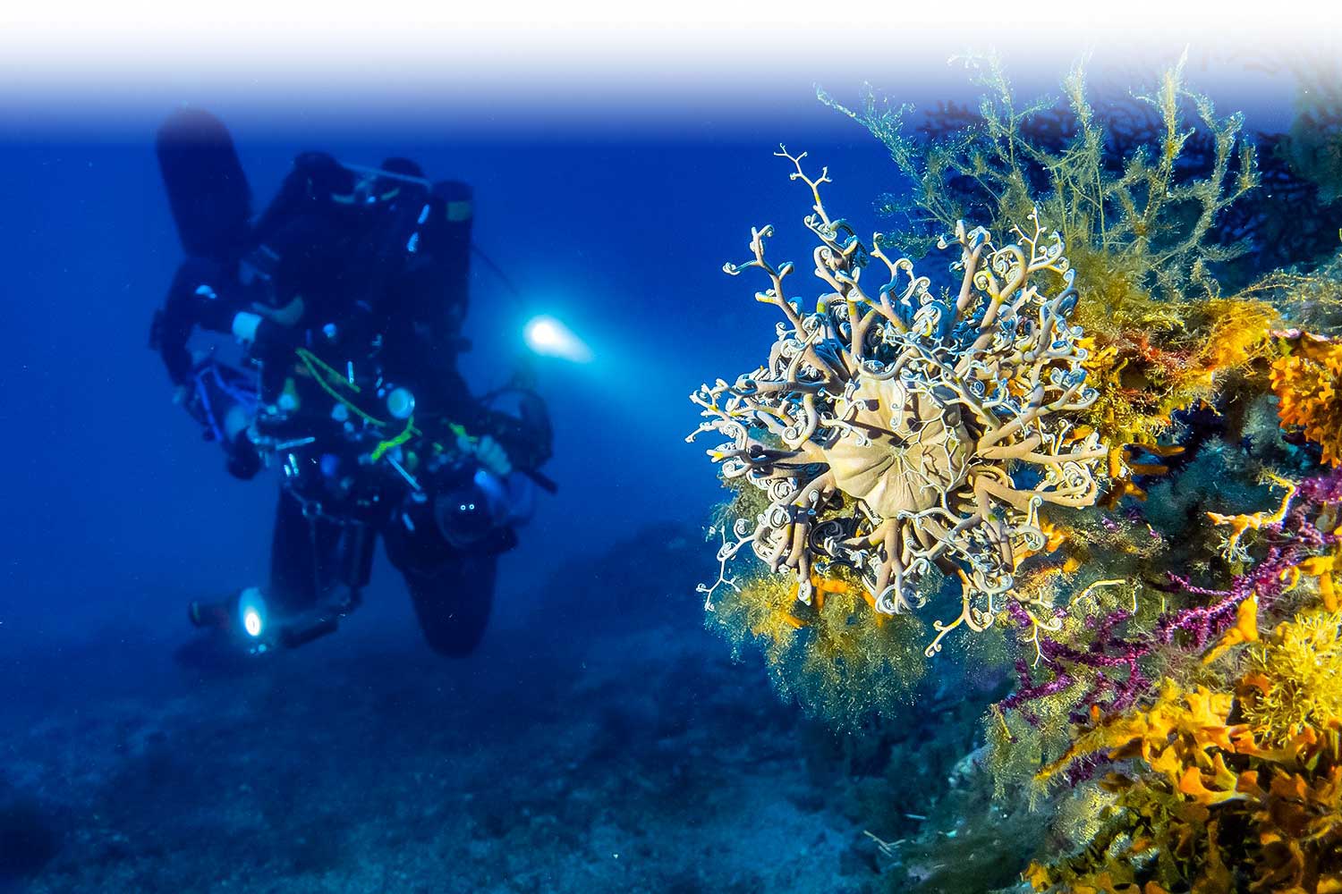 Bobine De Plongée Anti-Corrosion Bleue 50m – Ligne Fluorescente Orange Pour Plongée Technique, Grotte Et Sous-Marine, Compacte Et Robuste